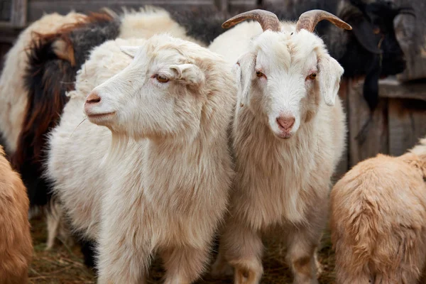 Goatling Εγχώρια Αιγοειδών Capra Aegagrus Hircus Της Εγχώριας Κατσίκας Είναι — Φωτογραφία Αρχείου