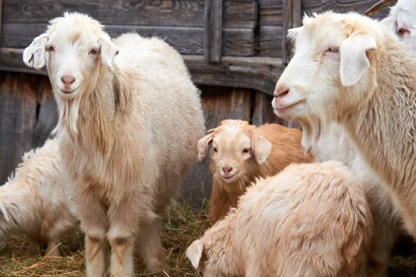 Goatling Domowych Kóz Capra Aegagrus Hircus Koza Krajowego Jest Podgatunek — Zdjęcie stockowe