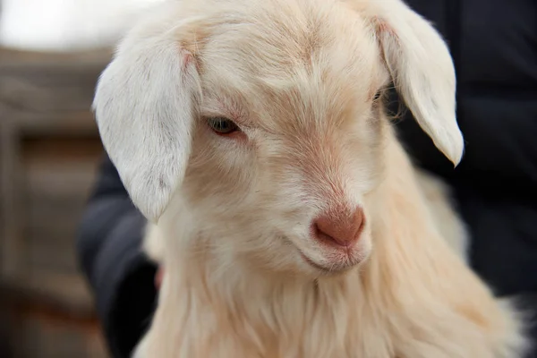 Goatling Domowych Kóz Capra Aegagrus Hircus Koza Krajowego Jest Podgatunek — Zdjęcie stockowe