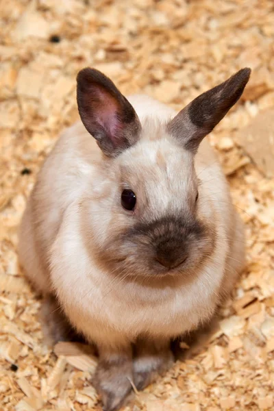 Rabbita 国内ウサギ 病理学 より一般的に単にウサギ として知られているヨーロッパのウサギ種の栽培品種のいずれかです ウサギは中間年齢で最初に飼いならされ 食品のソースとして使用されます — ストック写真