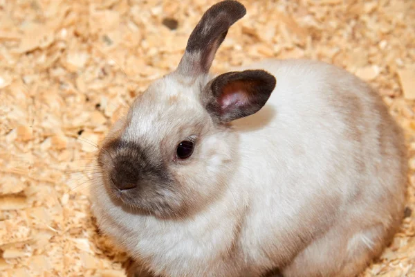 Rabbita Tavşan Tavşan Sadece Daha Çok Bilinen Dikkatli Herhangi Bir — Stok fotoğraf