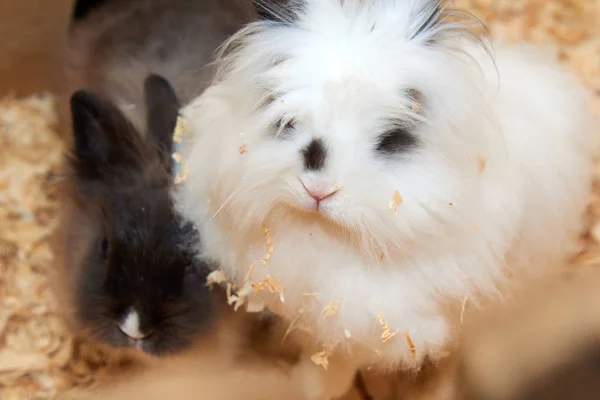 Hazai Rabbita Házi Nyúl Oryctolagus Ismertebb Nevén Egyszerűen Egy Nyúl — Stock Fotó