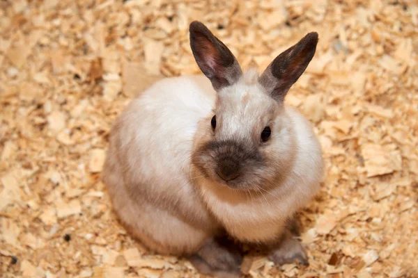 Rabbita Oryctolagus 일반적으로 토끼로 알려진 종족의 가정된 하나입니다 년에서 식품의 — 스톡 사진