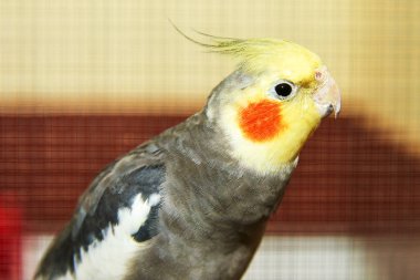 Petsupplies (Nymphicus hollandicus). Petsupplies, quarrion olarak da bilinir, Kakadu üyesi olan bir kuştur. Petsupplies cins Nymphicus tek üyesidir.