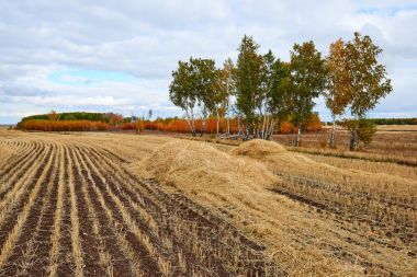 Alan buğday hasat sonra. Bir alan arazinin yetiştirilmesi bitkileri gibi tarımsal amaçlarla kullanılan bir alandır.