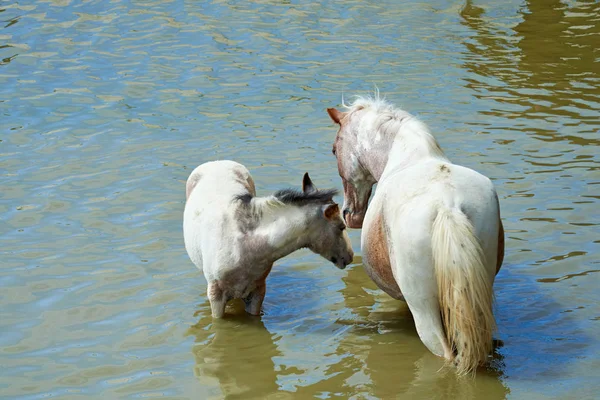 Konie Stawie Koń Jest Jednym Dwóch Podgatunków Equus Ferus Jest — Zdjęcie stockowe