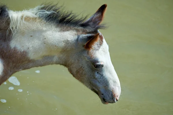 Caballos Estanque Caballo Una Las Dos Subespecies Existentes Equus Ferus — Foto de Stock