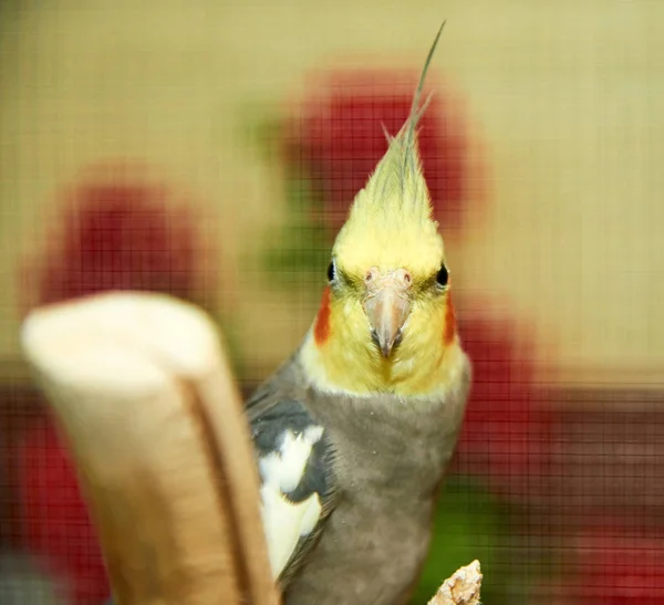 Calopsita Nymphicus Hollandicus Calopsita Também Conhecida Como Pedreira Pássaro Que — Fotografia de Stock