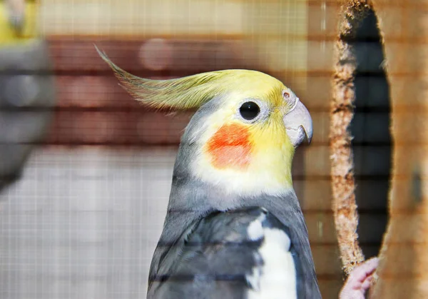 Cockatiel Nymphicus Hollandicus 입니다 일컬어 Quarrion Cockatiel 앵무새의 구성원 Cockatiel — 스톡 사진