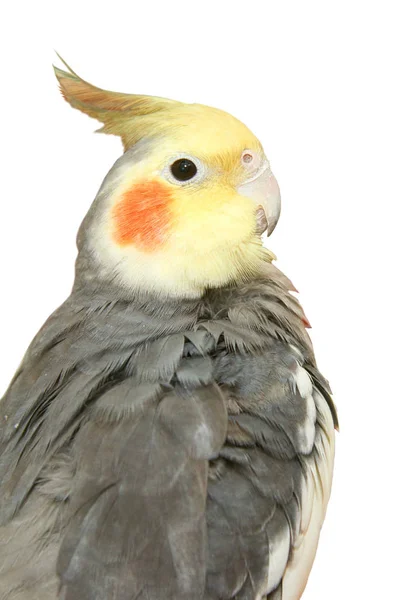 Cockatiel White Background Cockatiel Also Known Quarrion Bird Member Cockatoo — Stock Photo, Image