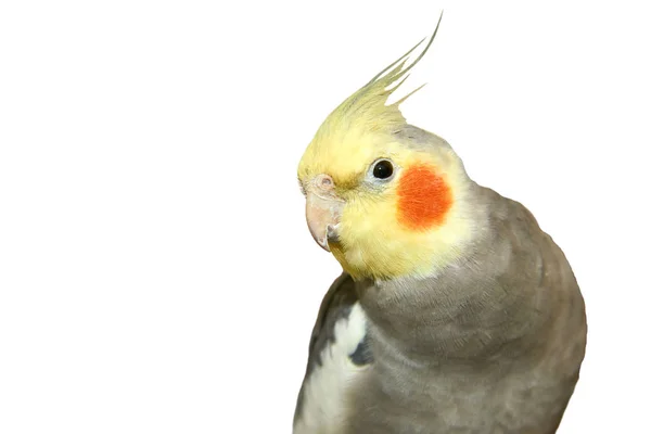 Cockatiel Fundo Branco Calopsita Também Conhecida Como Pedreira Pássaro Que — Fotografia de Stock