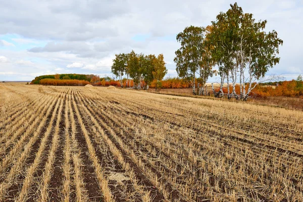 Field Wheat Harvest Field Area Land Used Agricultural Purposes Cultivating — Stock Photo, Image