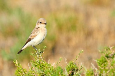 Çöl kuyrukkakanı (Oenanthe deserti). Çöl kuyrukkakanı kuyrukkakan, o eski Turdidae ardıç kuşu ailesinin bir üyesi olarak sınıflandırılır, ama şimdi daha genel olarak bir eski dünya sinekkapan olarak kabul edilir bir ötücü kuş olduğunu. 