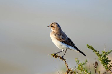Çöl kuyrukkakanı (Oenanthe deserti). Çöl kuyrukkakanı kuyrukkakan, o eski Turdidae ardıç kuşu ailesinin bir üyesi olarak sınıflandırılır, ama şimdi daha genel olarak bir eski dünya sinekkapan olarak kabul edilir bir ötücü kuş olduğunu. 