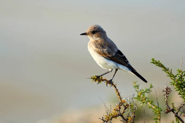 Wheatear Deserto Oenanthe Deserti Wheatear Deserto Wheatear Pássaro Passerine Pequeno — Fotografia de Stock