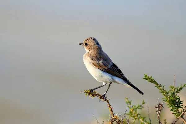 Wheatear Deserto Oenanthe Deserti Wheatear Deserto Wheatear Pássaro Passerine Pequeno — Fotografia de Stock