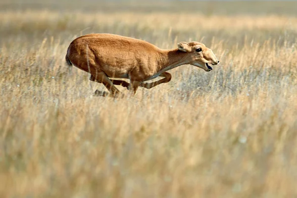 Saiga Saïga Een Kritisch Bedreigde Antilope Die Oorspronkelijk Een Uitgestrekt — Stockfoto