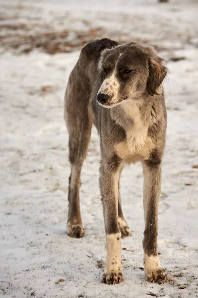 Tazy または中央アジア グレイハウンドまたはカザフ語グレイハウンド トルクメン語グレイハウンドは 狩猟犬の品種 — ストック写真