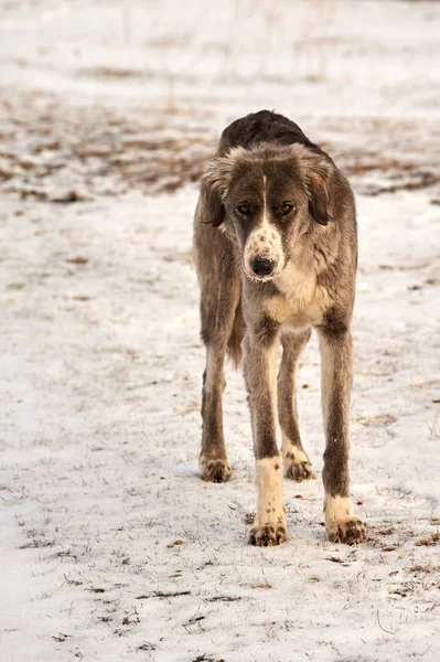 Tazy または中央アジア グレイハウンドまたはカザフ語グレイハウンド トルクメン語グレイハウンドは 狩猟犬の品種 — ストック写真