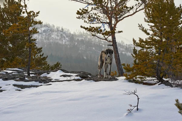 Tazy Nebo Střední Asie Greyhound Kazašské Greyhound Greyhound Turkmenština Jsou — Stock fotografie