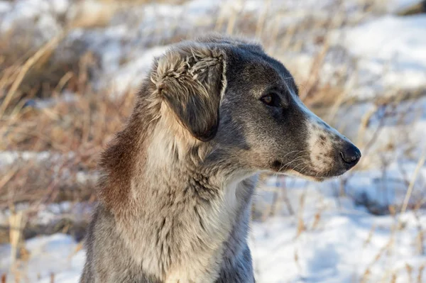 Tazy Nebo Střední Asie Greyhound Kazašské Greyhound Greyhound Turkmenština Jsou — Stock fotografie