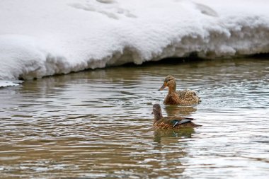 Yaban ördeği. Ilıman ve subtropikal boyunca Amerika, Avrasya ve Kuzey Afrika doğurmak dabbling ördek yeşilbaş (Anas platyrhynchos) olduğunu.