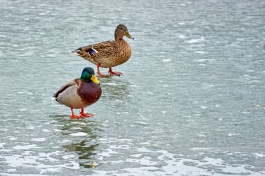 Yaban ördeği. Ilıman ve subtropikal boyunca Amerika, Avrasya ve Kuzey Afrika doğurmak dabbling ördek yeşilbaş (Anas platyrhynchos) olduğunu.