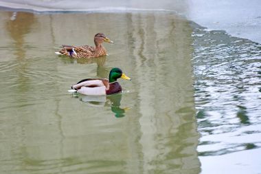 Yaban ördeği. Ilıman ve subtropikal boyunca Amerika, Avrasya ve Kuzey Afrika doğurmak dabbling ördek yeşilbaş (Anas platyrhynchos) olduğunu.