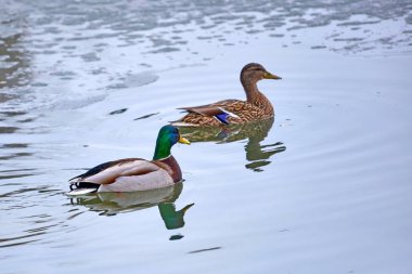 Yaban ördeği. Ilıman ve subtropikal boyunca Amerika, Avrasya ve Kuzey Afrika doğurmak dabbling ördek yeşilbaş (Anas platyrhynchos) olduğunu.
