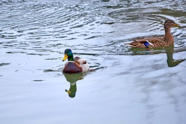 Yaban ördeği. Ilıman ve subtropikal boyunca Amerika, Avrasya ve Kuzey Afrika doğurmak dabbling ördek yeşilbaş (Anas platyrhynchos) olduğunu.
