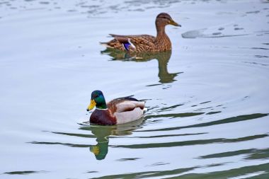 Yaban ördeği. Ilıman ve subtropikal boyunca Amerika, Avrasya ve Kuzey Afrika doğurmak dabbling ördek yeşilbaş (Anas platyrhynchos) olduğunu.