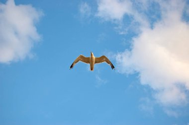 Gökyüzünde uçan martılar. Martılar Laridae ailesinin alt Lari deniz kuşları vardır.