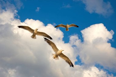 Gökyüzünde uçan martılar. Martılar Laridae ailesinin alt Lari deniz kuşları vardır.