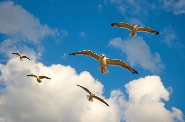 Gökyüzünde uçan martılar. Martılar Laridae ailesinin alt Lari deniz kuşları vardır.