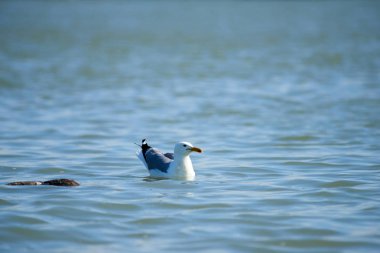 Denizde yüzme martı. Martılar Laridae ailesinin alt Lari deniz kuşları vardır.