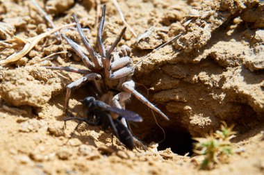  Spider wasp ve felçli örümcek. Aile pompilidae arıların sık örümcek eşekarısı adı verilir. Örümcek arıların tek bir örümcek onların larvaların beslenmesi için ana bilgisayar olarak kullanmak yalnız Yaban arıları vardır.                  