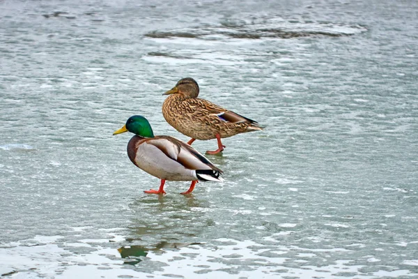 Pato Reais Anas Platyrhynchos Pato Que Reproduz Nas Américas Temperadas — Fotografia de Stock