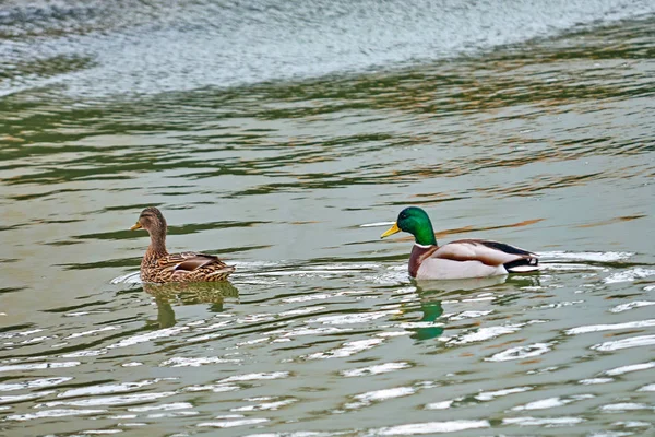 Pato Reais Anas Platyrhynchos Pato Que Reproduz Nas Américas Temperadas — Fotografia de Stock