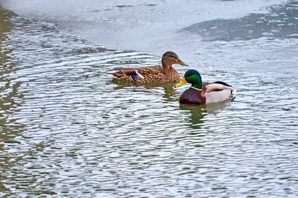 Pato Reais Anas Platyrhynchos Pato Que Reproduz Nas Américas Temperadas — Fotografia de Stock