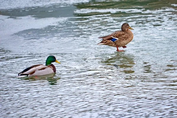 Die Stockente Die Stockente Anas Platyrhynchos Ist Eine Tupfende Ente — Stockfoto