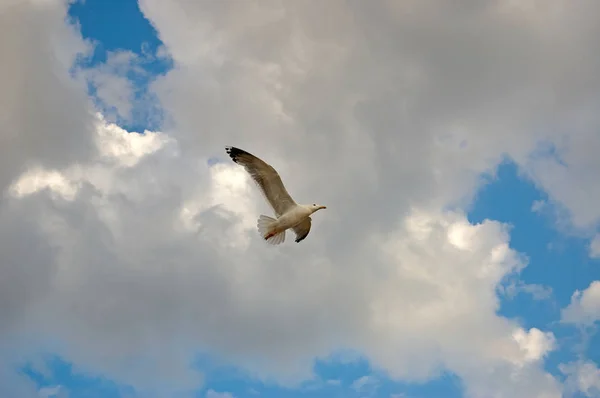 Чайки Летают Небе Чайки Являются Морскими Птицами Семейства Laridae Подпорядке — стоковое фото