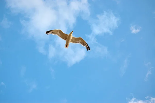 Möwen Fliegen Den Himmel Möwen Sind Seevögel Der Familie Der — Stockfoto