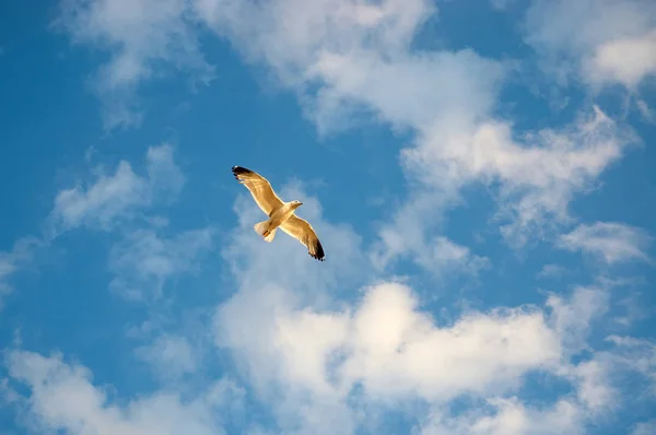 Gökyüzünde Uçan Martılar Martılar Laridae Ailesinin Alt Lari Deniz Kuşları — Stok fotoğraf