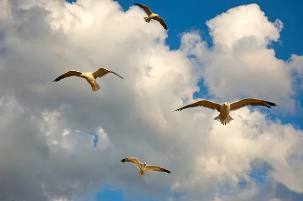 Чайки Летять Небі Чайки Птиці Сім Laridae Підряду Ларі — стокове фото