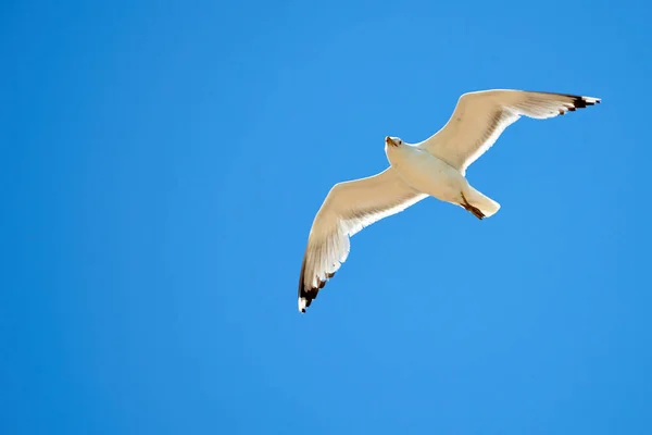 Gaivota Branca Sobre Fundo Azul Celular Gaivotas São Aves Marinhas — Fotografia de Stock