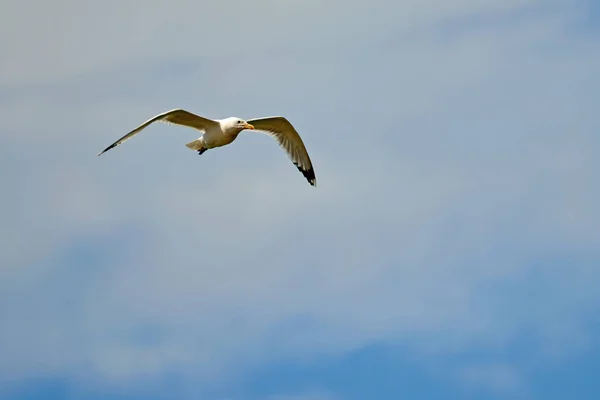 Γλάροι Πετούν Στον Ουρανό Γλάροι Είναι Θαλάσσια Πτηνά Της Οικογένειας — Φωτογραφία Αρχείου