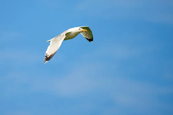 Gaivota Branca Sobre Fundo Azul Celular Gaivotas São Aves Marinhas — Fotografia de Stock