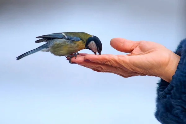 Hrănirea Țâței Mari Mâna Tâța Mare Parus Major Este Pasăre — Fotografie, imagine de stoc