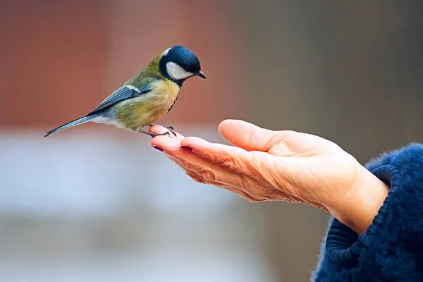 Hrănirea Țâței Mari Mâna Tâța Mare Parus Major Este Pasăre — Fotografie, imagine de stoc