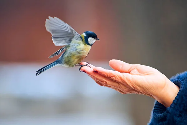 Feeding Great Tit Hand Great Tit Parus Major Passerine Bird — Φωτογραφία Αρχείου